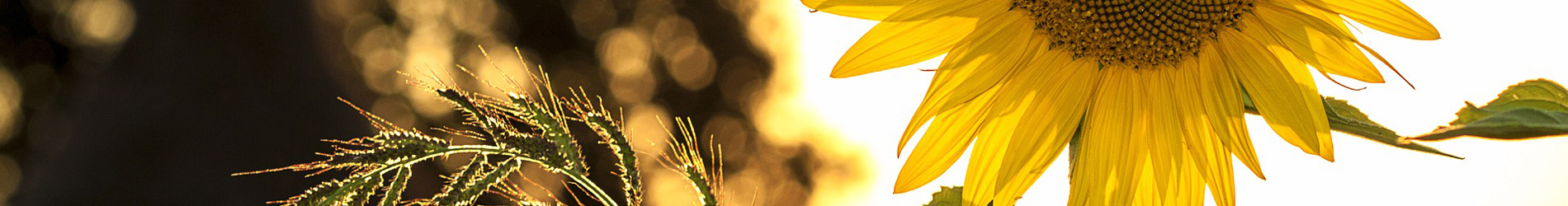 Slide background